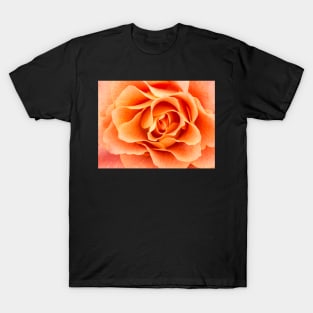 Close-up of light colored orange rose T-Shirt